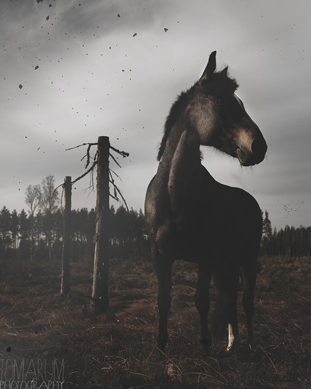 10670171_769703056426037_1084706685322593161_n