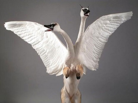 taxidermy3lsengf_lam