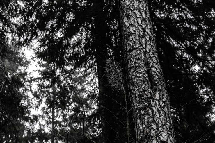 60273612_1122198091320322_1902939690613342208_n