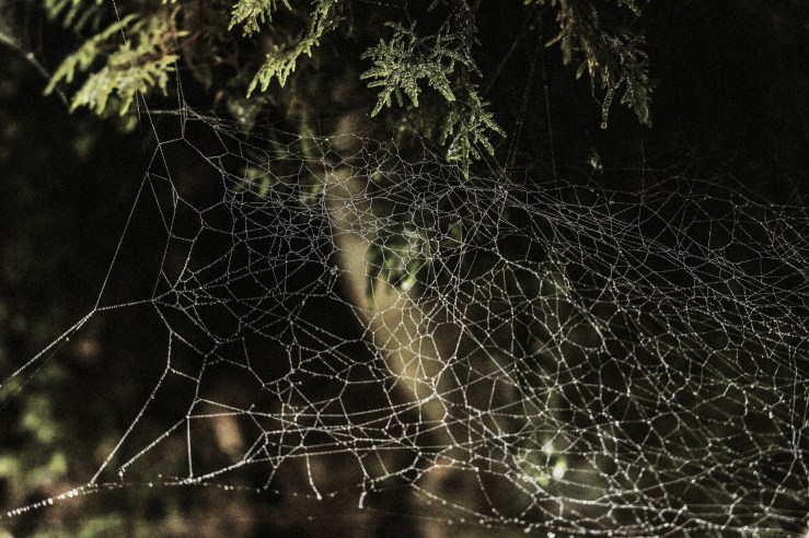 636149288543296411_Afterlight_Edit